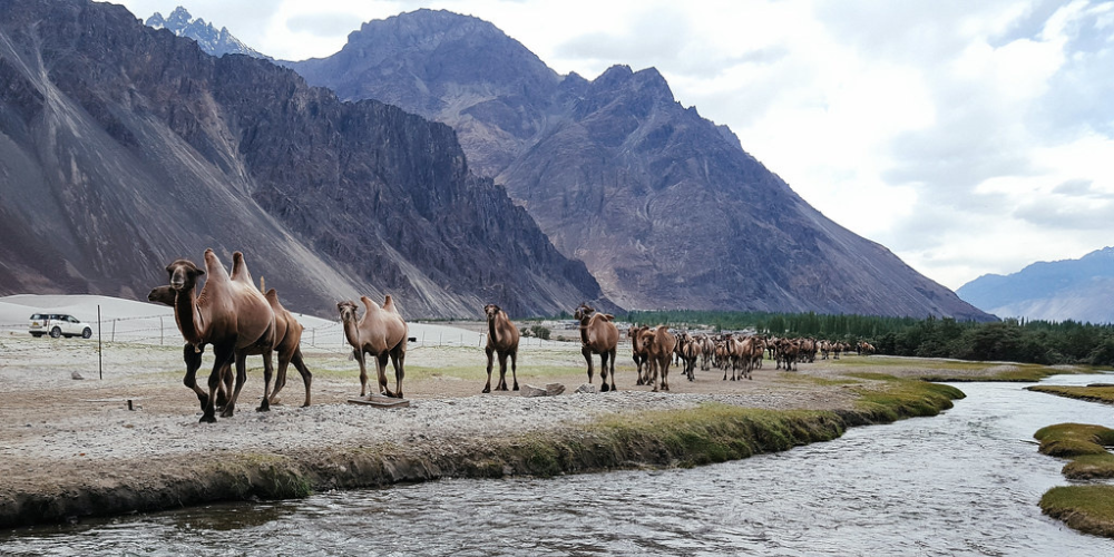 Majestic Ladakh: A 5-Day Himalayan Adventure - Image 11 | Sky Globals