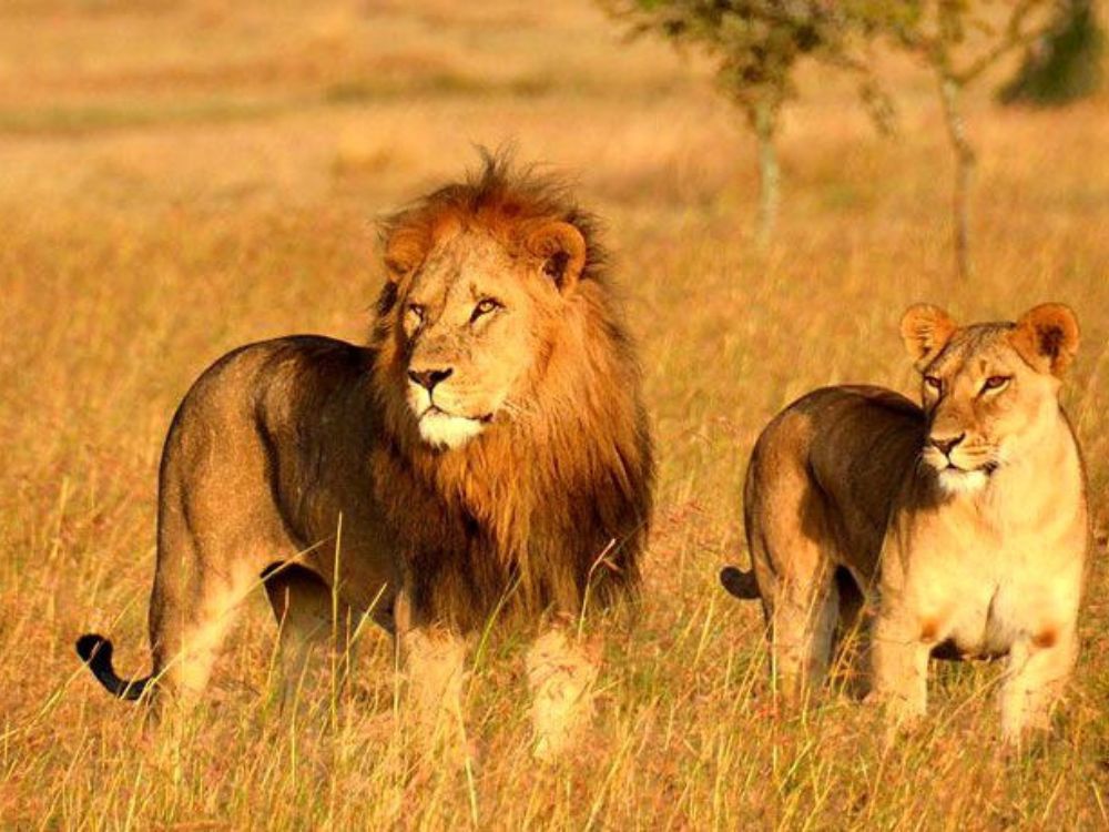 Gujarat Wildlife & UNESCO Heritage Tour - Gujarat Tour Package | Sky Globals