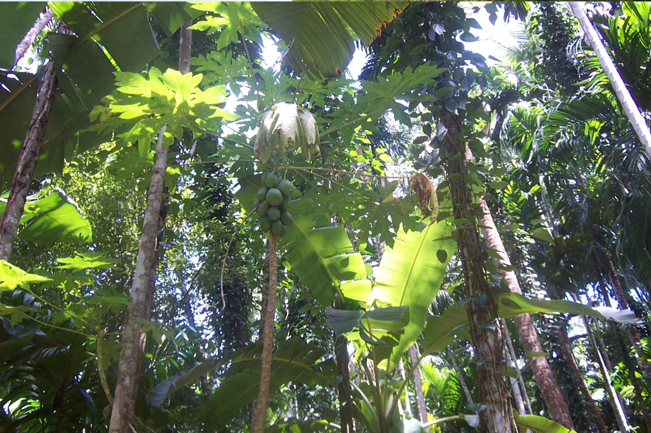 Enchanting Kerala: 5-Day Tour Package - Image 6 | Sky Globals