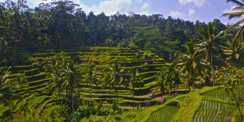 Enchanting Bali: 4N/5D Island Adventure & Cultural Tour - Image 8 | Sky Globals