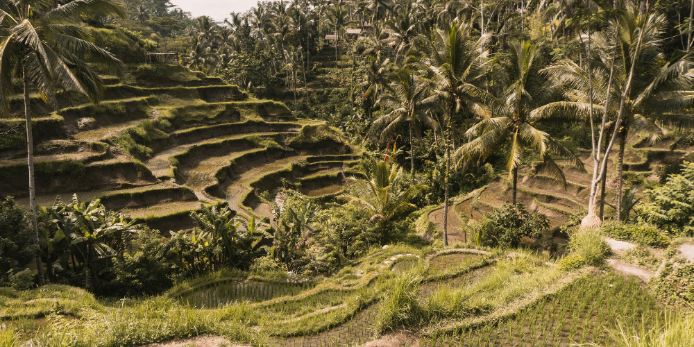 Bali Adventure & Cultural Escape – 5N/6D - Image 8 | Sky Globals