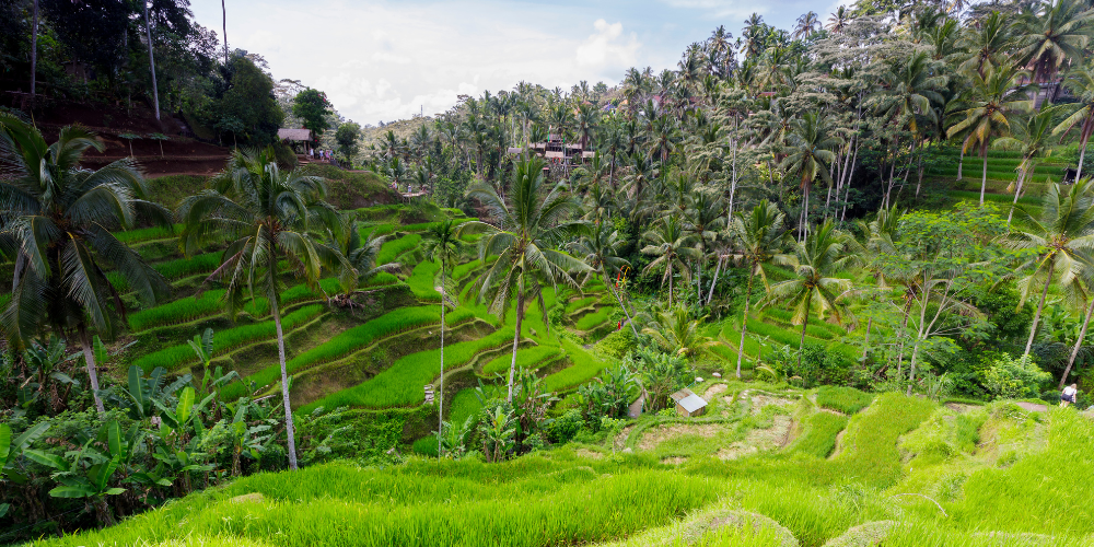 Bali Bliss: 7 Days of Adventure & Culture - Image 10 | Sky Globals