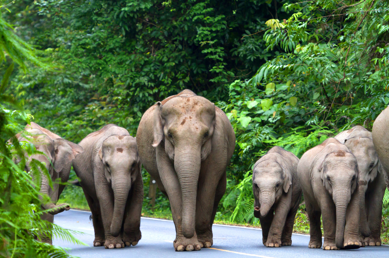 Enchanting Romantic Thailand: Krabi, Phuket & Bangkok - Image 12 | Sky Globals