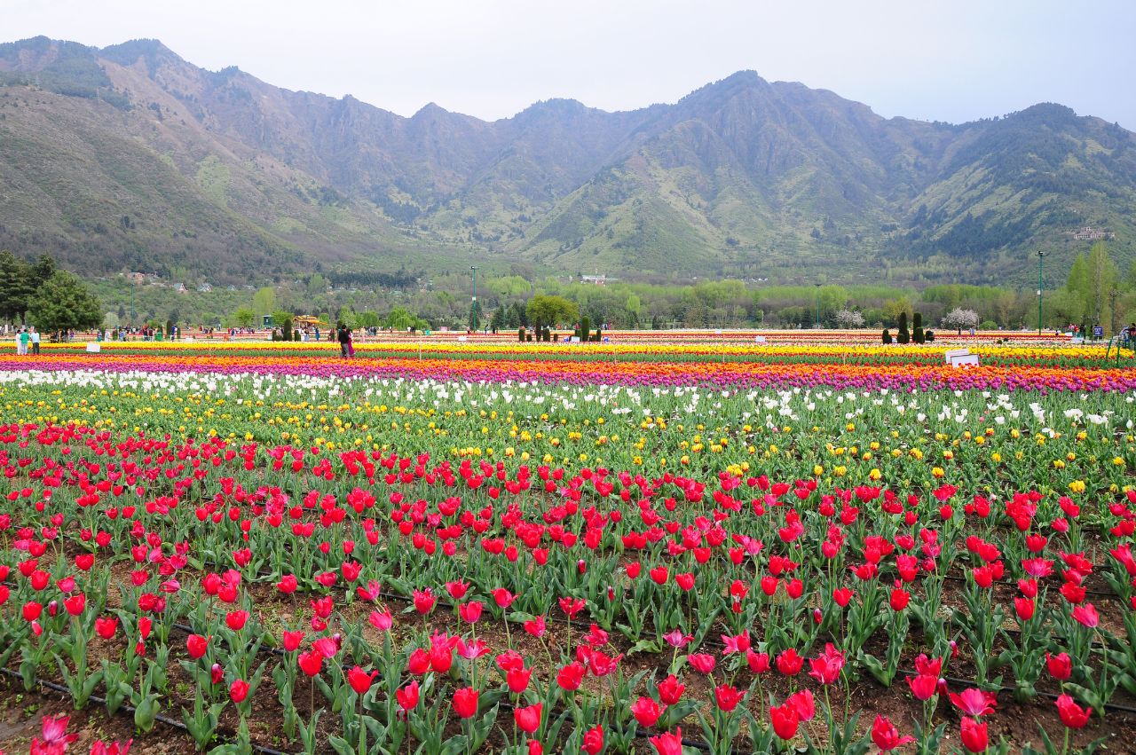 Kashmir Delight For 7-Days - Image 4 | Sky Globals