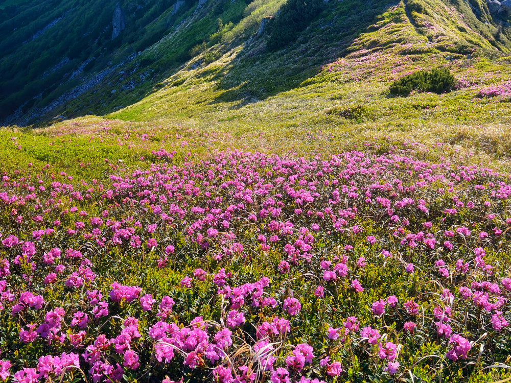 Himalayan Tour: Gangtok to Darjeeling - Sikkim Tour Package | Sky Globals