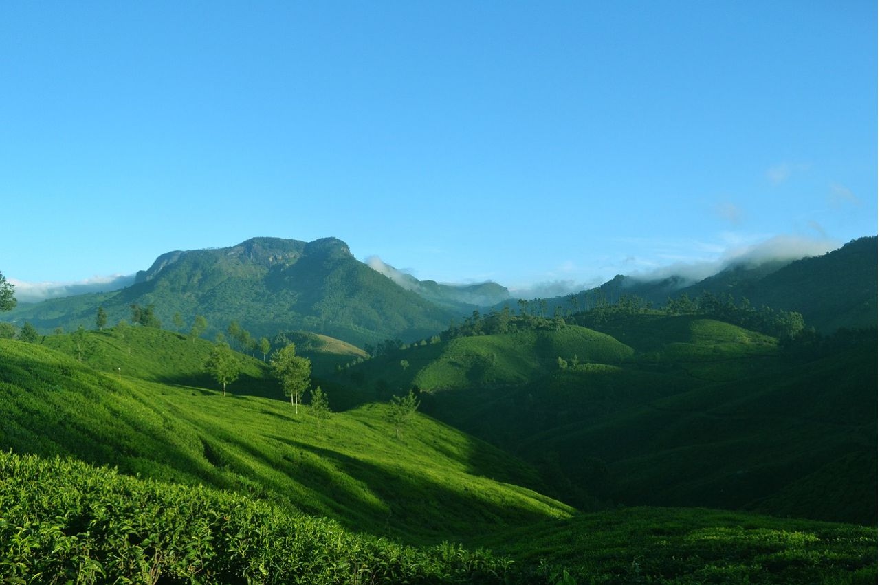 Kerala Essence: Hills, Wildlife & Backwaters - Image 8 | Sky Globals