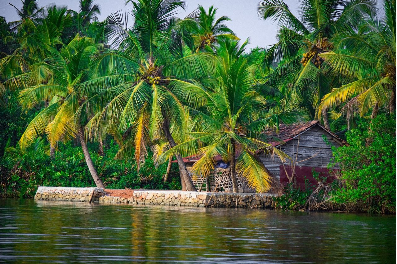 Kerala Essence: Hills, Wildlife & Backwaters - Image 7 | Sky Globals