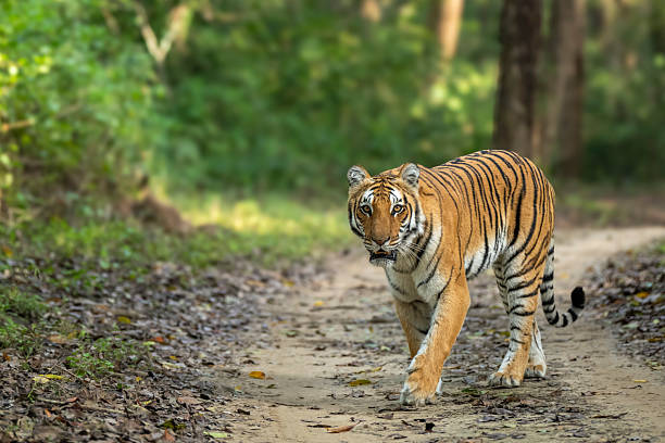Uttarakhand Complete Family Tour: Corbett, Nainital, Haridwar & Mussoorie - Image 7 | Sky Globals