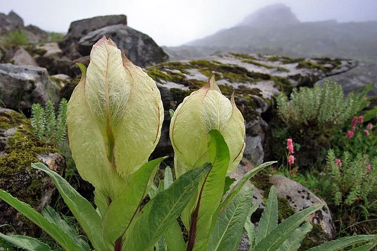 Valley of Flowers & Hemkund Sahib Trek - Image 7 | Sky Globals