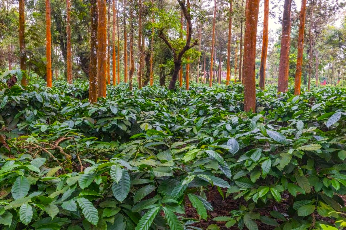 Kudremukh Peak Monsoon Trek - Domestic Tour Package by Sky Globals