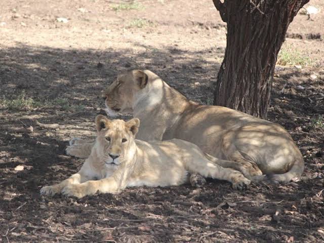 Gujarat Wildlife & UNESCO Heritage Tour - Image 5 | Sky Globals