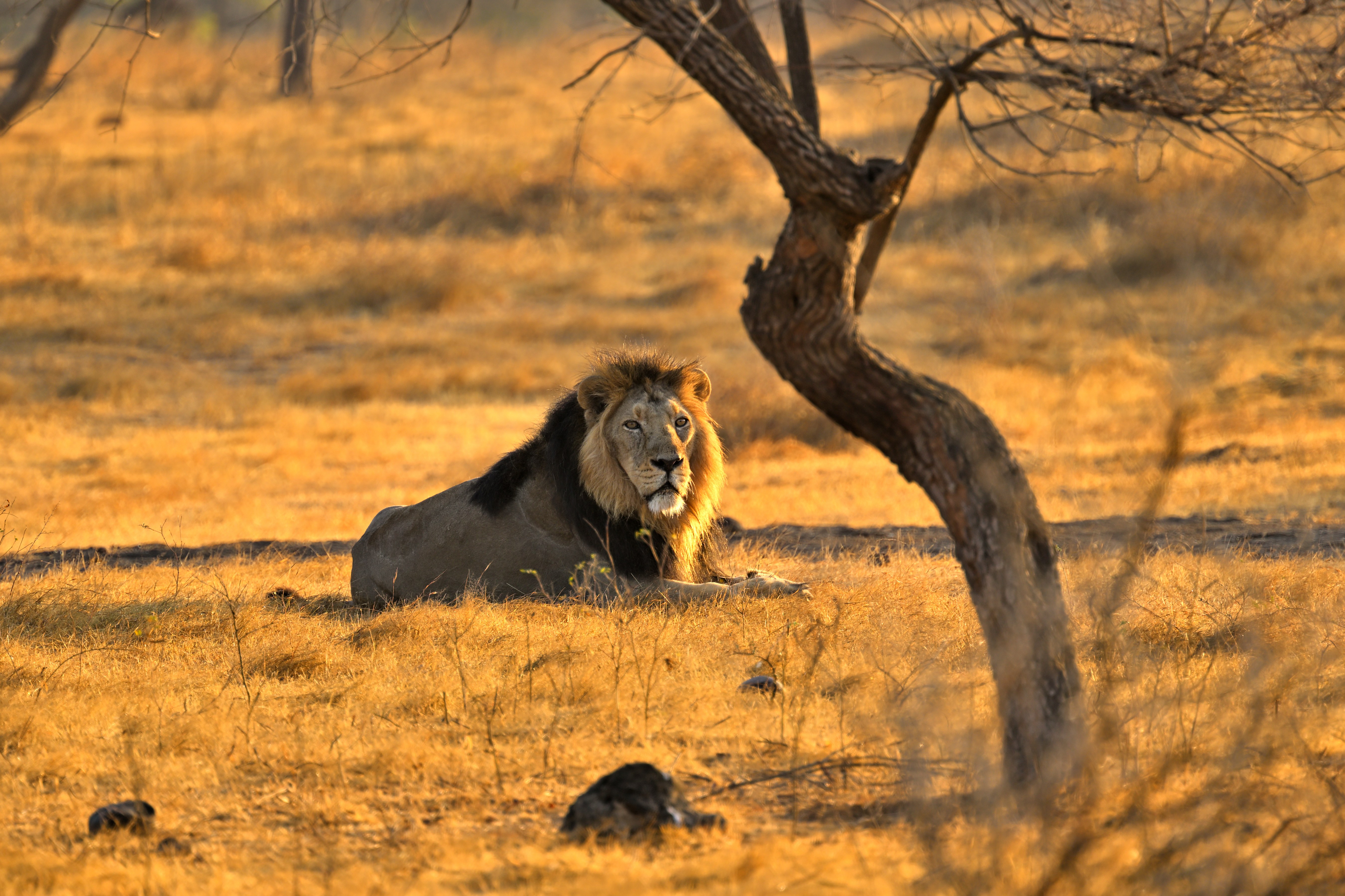 Gujarat Wildlife & UNESCO Heritage Tour - Image 4 | Sky Globals