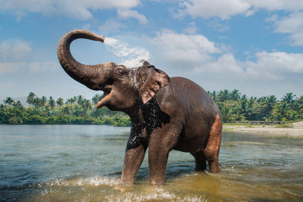 Coastal & Cultural Kerala: A Journey to Remember - Image 10 | Sky Globals