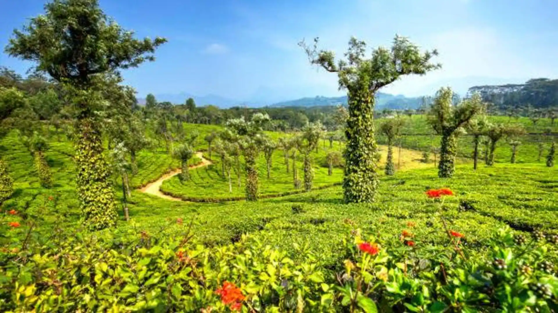From Munnar Heights to Kovalam Waves - Image 2 | Sky Globals