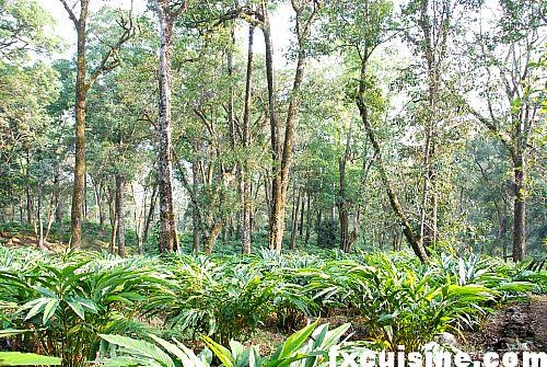 Kerala Kaleidoscope: Munnar to Mararikulam - Image 6 | Sky Globals