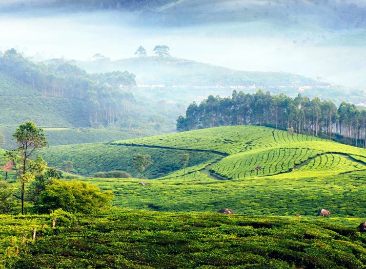Munnar, Thekkady & Alleppey: A Perfect Escape - Image 9 | Sky Globals