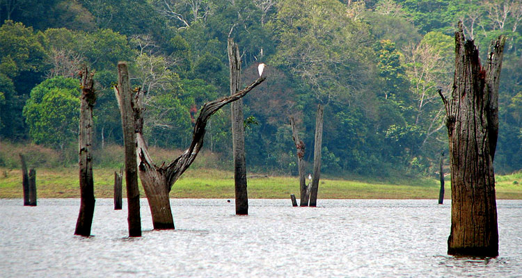 Munnar, Thekkady & Alleppey: A Perfect Escape - Image 8 | Sky Globals