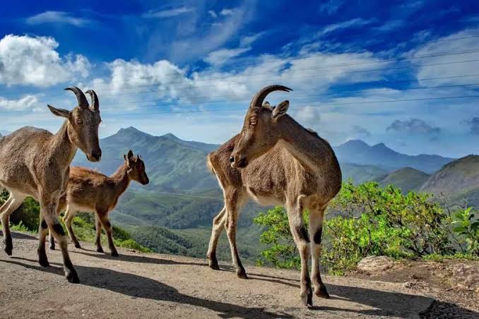 Munnar, Thekkady & Alleppey: A Perfect Escape - Image 6 | Sky Globals