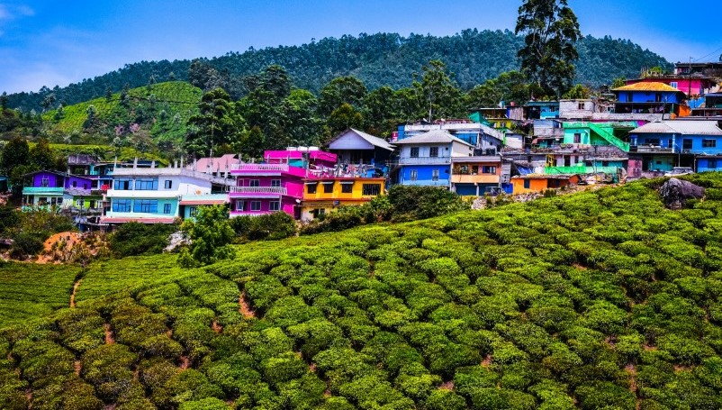 Munnar, Thekkady & Alleppey: A Perfect Escape - Image 3 | Sky Globals