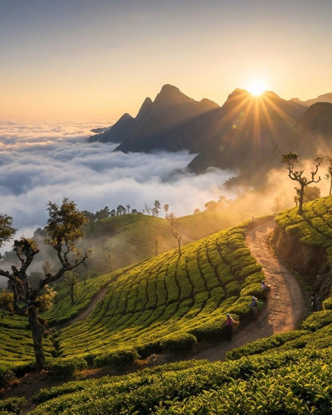 Munnar, Thekkady & Alleppey: A Perfect Escape - Image 2 | Sky Globals