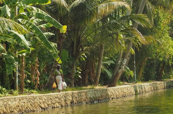 Munnar to Alleppey: A Scenic Kerala Getaway - Image 11 | Sky Globals
