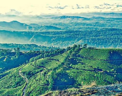 Munnar to Alleppey: A Scenic Kerala Getaway - Image 9 | Sky Globals