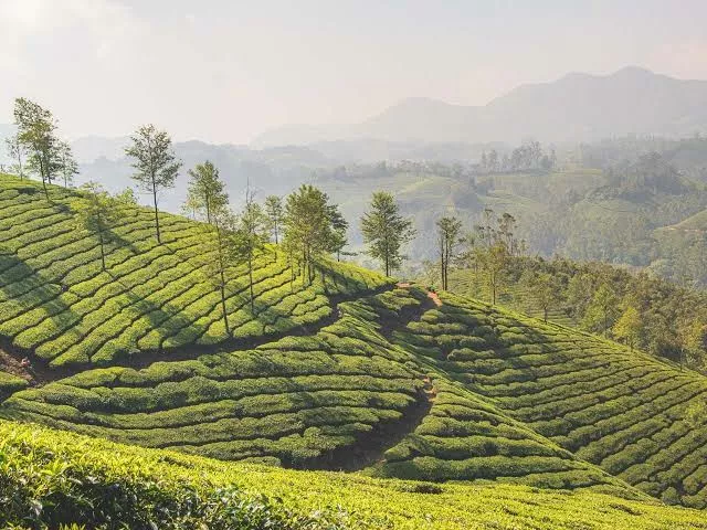 Munnar to Alleppey: A Scenic Kerala Getaway - Image 2 | Sky Globals