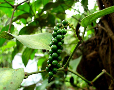 Munnar Highlands: A Quick Getaway - Image 11 | Sky Globals