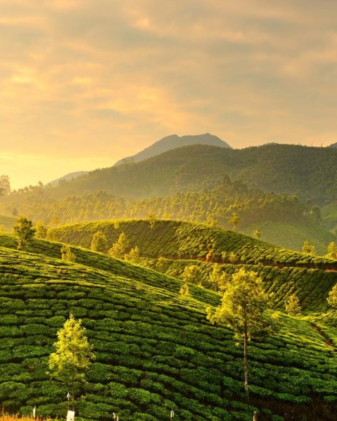 Munnar Highlands: A Quick Getaway - Image 5 | Sky Globals