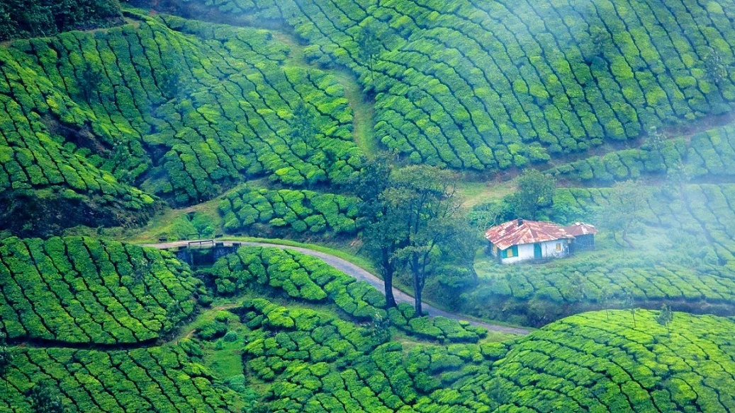 Munnar Highlands: A Quick Getaway - Image 4 | Sky Globals
