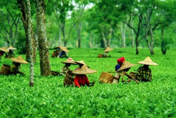10 Days Himachal tour from Delhi - Image 9 | Sky Globals